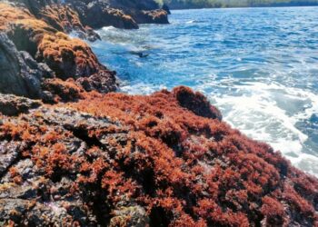 Berburu Sayur Karang, Tumbuhan Musiman di Pesisir Pantai Leitimur Selatan Ambon
